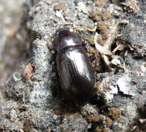 Stenomax meridianus