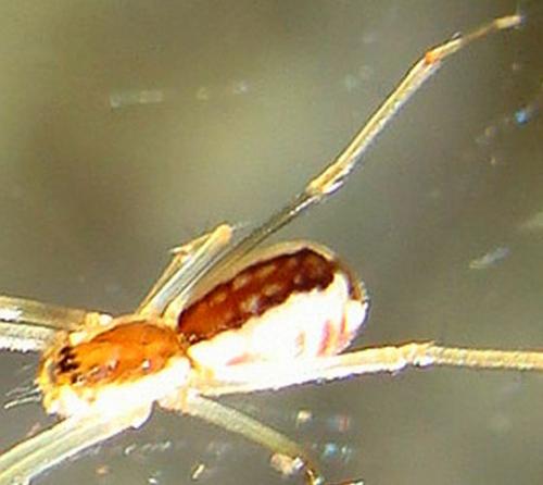 Neriene radiata