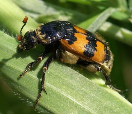Nicrophorus vespillo