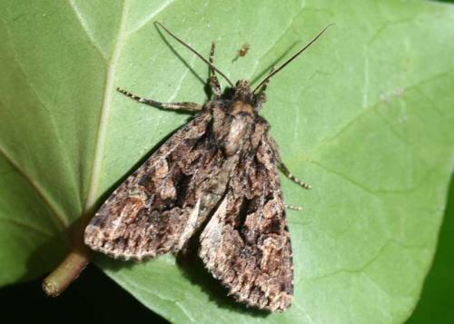 Dryobotodes tenebrosa