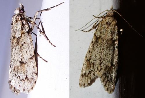 Diurnea fagella