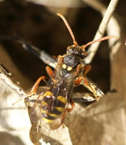 Nomada sp.
