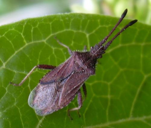 Coriomeris affinis
