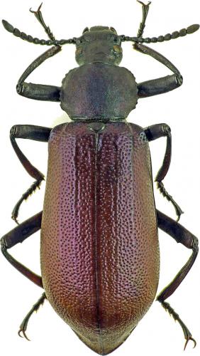 Odontopezus togoensis