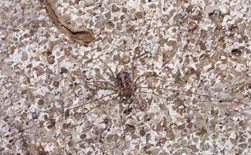 Nelima sp.