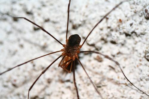 Phalangium opilio