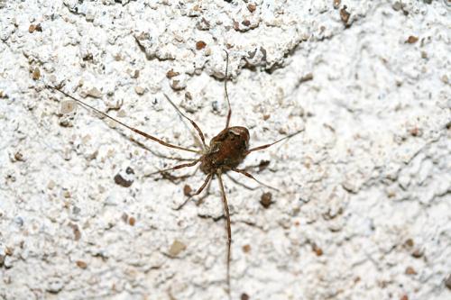 Paroligolophus agrestis