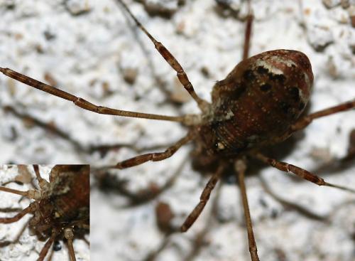 Paroligolophus agrestis