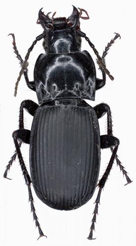 Abax beckenhauptii carnicus