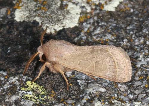 Orthosia cerasi