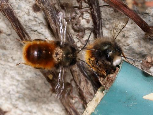 Osmia cornuta