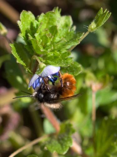 Osmia cornuta