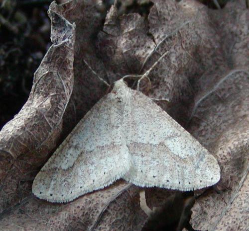 Réf. 42 430 : Agriopis marginaria