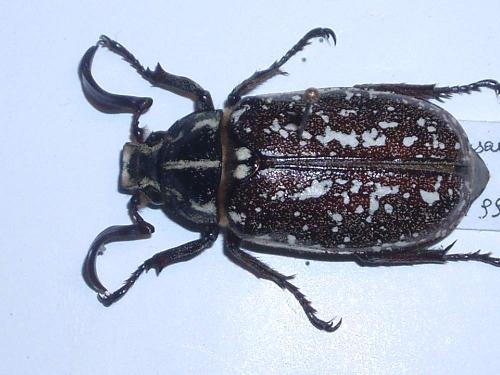 Réf. 42 040 : Polyphylla albertischulzi