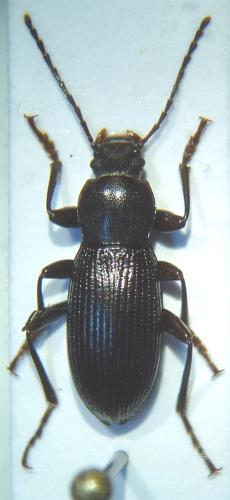 Stenomax foudrasii