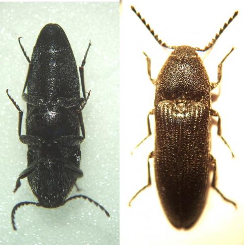 Melanotus punctolineatus