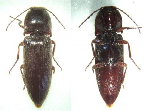 Melanotus sp.