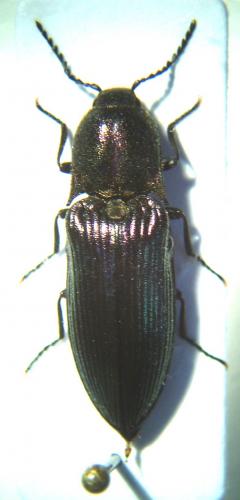 Ctenicera cuprea