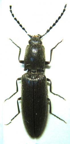 Réf. 42 818 : Athous zebei