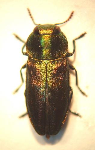 Réf. 42 776 : Anthaxia thalassophila