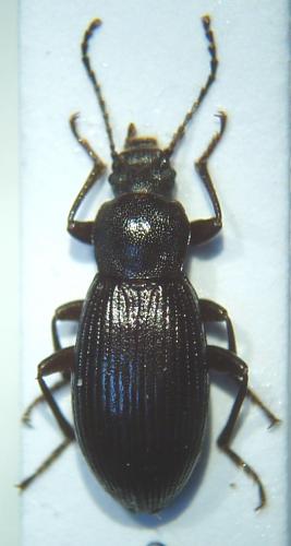 Réf. 42 781 : Stenomax foudrasii