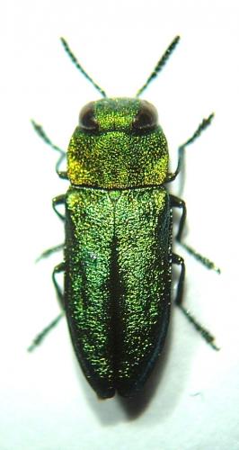 Réf. 42 824 : Anthaxia nitidula