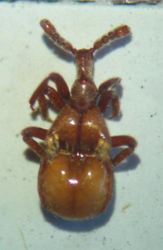 Réf. 42 306 : Claviger testaceus