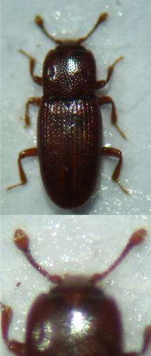 Cerylon sp.