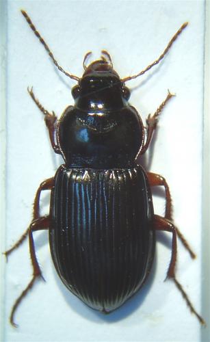 Réf. 42 783 : Amara aulica