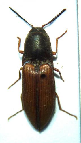 Sericus brunneus