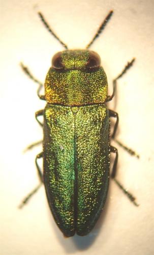 Réf. 42 777 : Anthaxia nitidula
