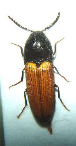 Ampedus elongatulus