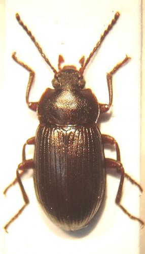 Nalassus dryadophilus