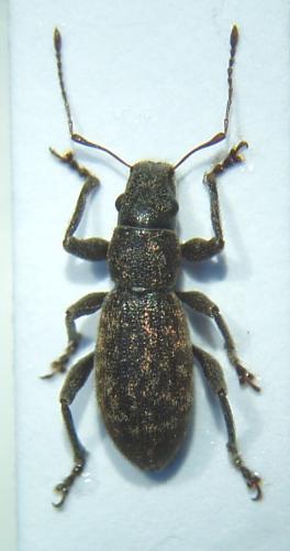 Brachyderes pubescens
