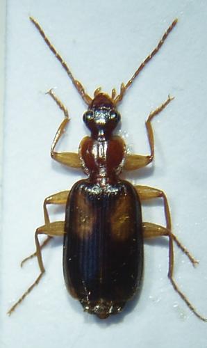 Réf. 42 779 : Dromius agilis