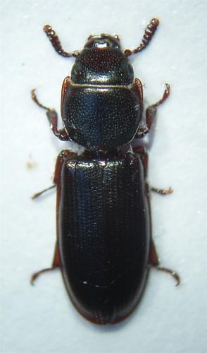 Réf. 42 784 : Tenebroides fuscus