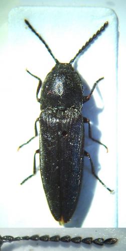 Cidnopus pilosus