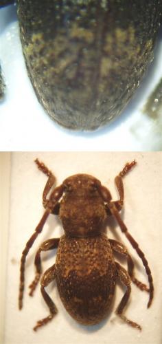 Parmena unifasciata
