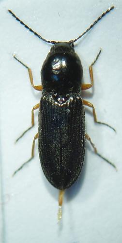 Cardiophorus rufipes