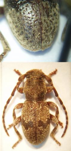 Réf. 42 767 : Parmena balteus