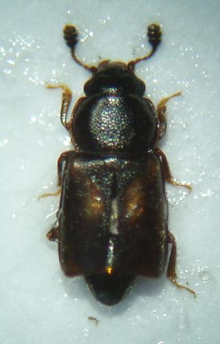 Réf. 42 765 : Carpophilus sp.