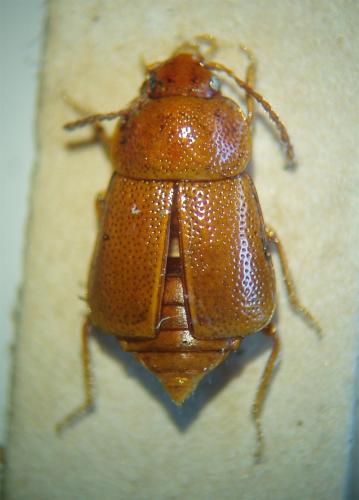 Olophrum assimile