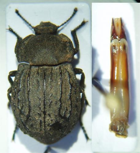 Réf. 42 766 : Asida sabulosa