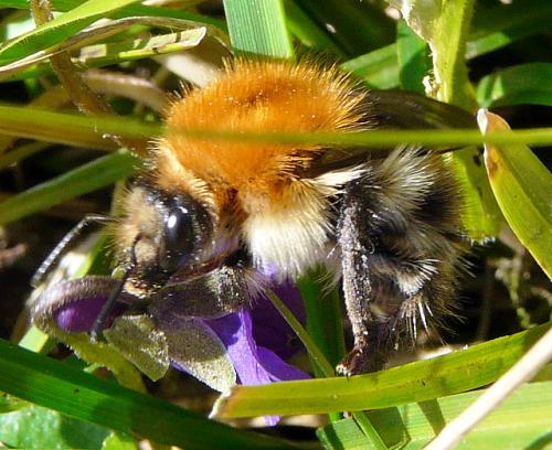 Bombus pascuorum