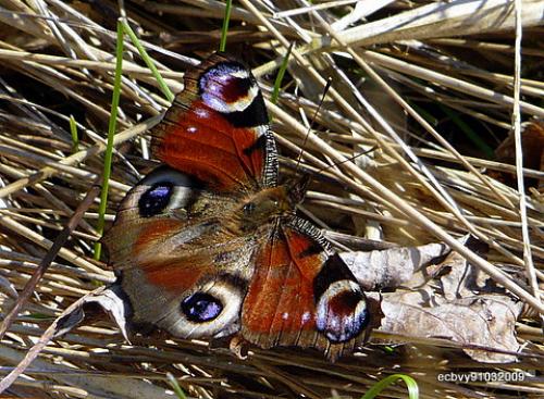 Réf. 42 997 : Aglais io