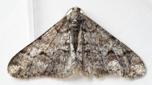 Agriopis leucophaearia