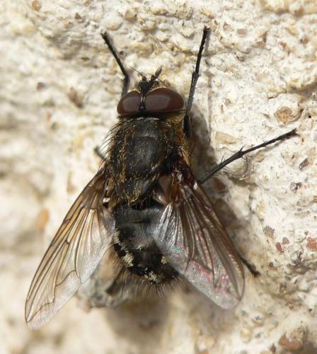 Pollenia sp.