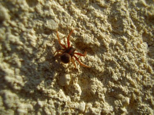 Ozyptila sp.