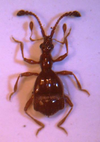 Pselaphus heisei