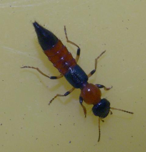 Réf. 42 792 : Paederus littoralis